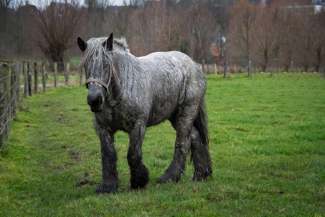 découvrez tout sur le cheval de trait : races, caractéristiques, utilisation et conseils pour l’élevage de ces chevaux puissants, idéaux pour le travail et les loisirs.
