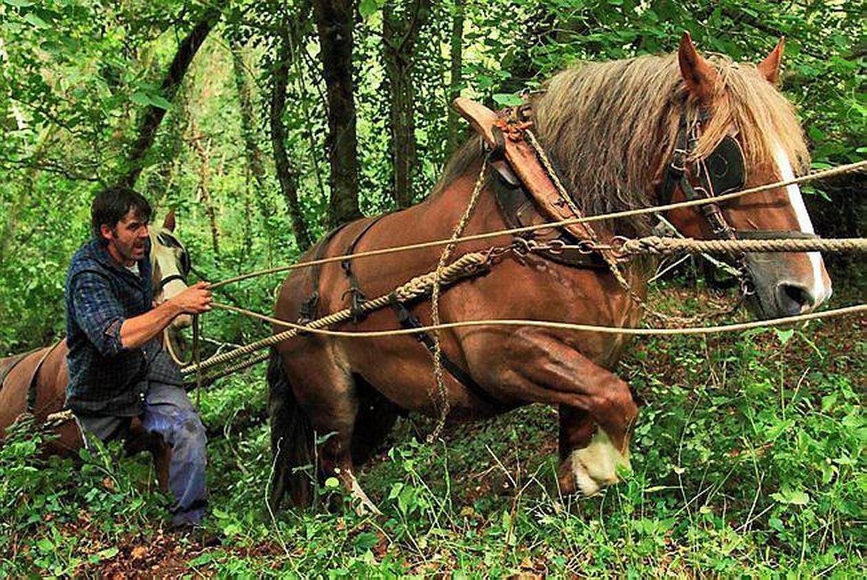 Tout savoir sur le cheval de trait : caractéristiques, utilisations et conseils d’élevage