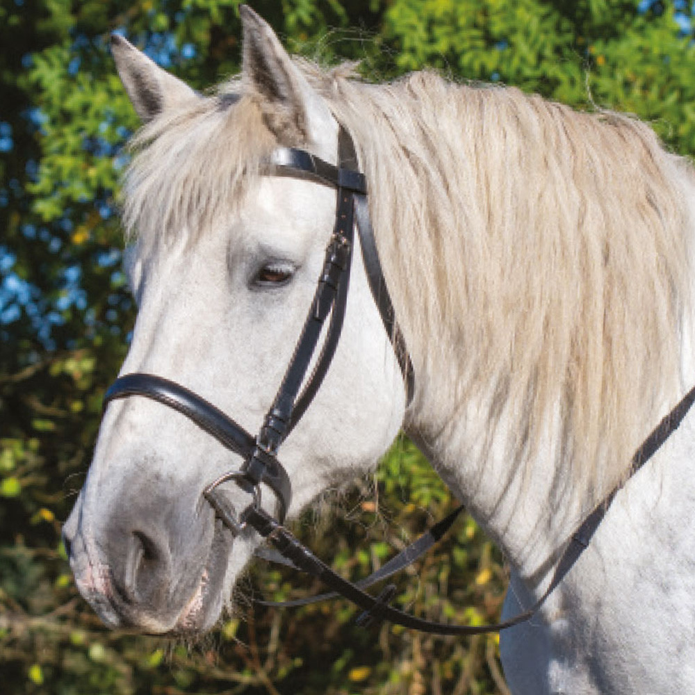 découvrez tout sur le cheval de trait : ses caractéristiques, ses races principales, son histoire et ses utilisations modernes dans l’agriculture, l’attelage et les loisirs.