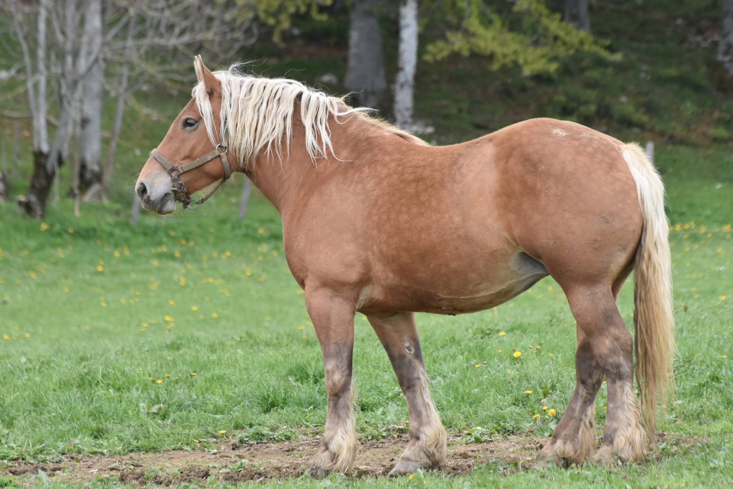 Cheval de trait : tout savoir sur ces races puissantes et polyvalentes