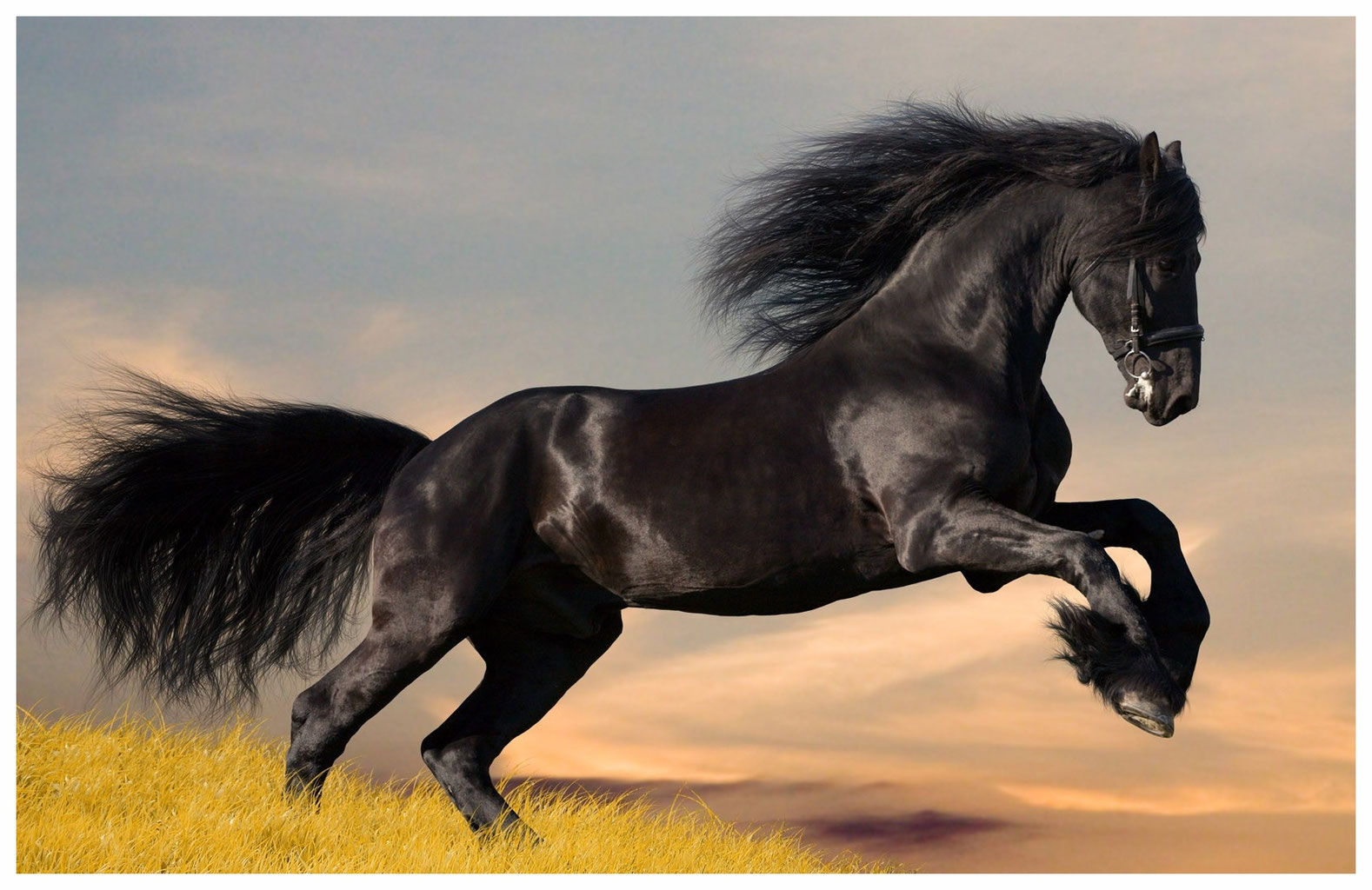 Tout savoir sur le cheval frison : origine, caractéristiques et utilisation