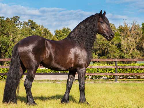 Tout savoir sur le cheval frison : origines, particularités et conseils d’élevage