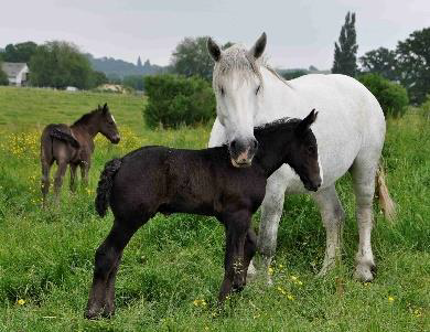 Tout savoir sur le cheval percheron : origine, caractéristiques et usages