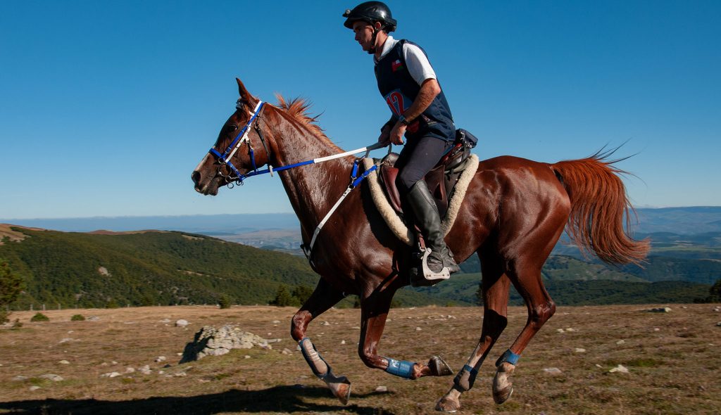 cheval shop : tout pour équiper cavalier et cheval au meilleur prix