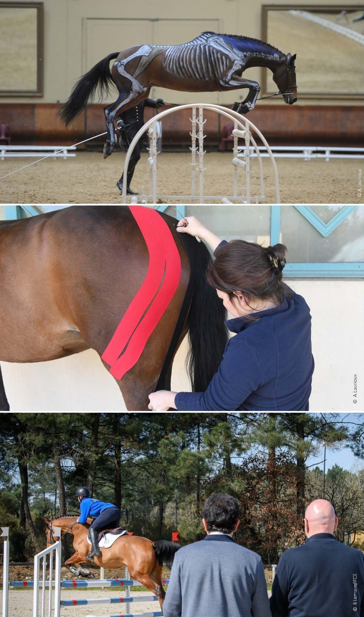 découvrez l'ifce équestre, l'établissement public dédié à la filière équine en france : formation, recherche, expertise et ressources pour tous les passionnés de chevaux.
