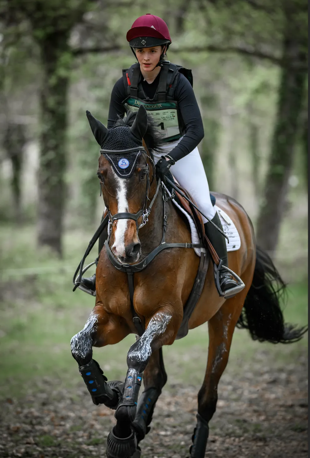 Tout savoir sur l’ifce : missions, services et ressources équestres