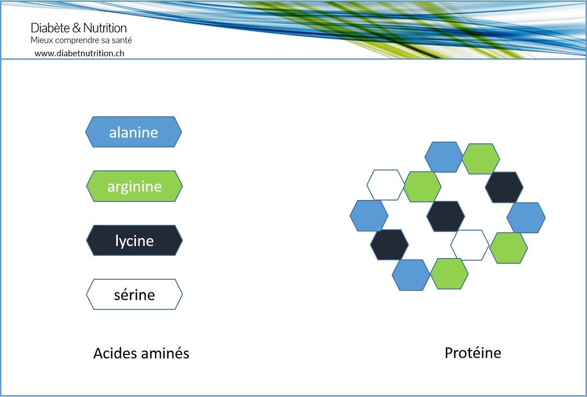 Aliments riches en protéines : quels sont les meilleurs choix pour votre santé ?