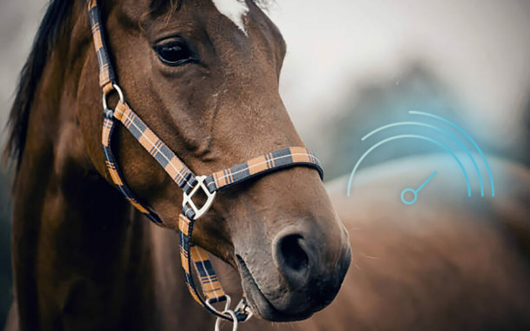découvrez notre guide essentiel sur l'assurance cheval pour protéger votre compagnon équin avec les meilleures garanties adaptées à ses besoins.