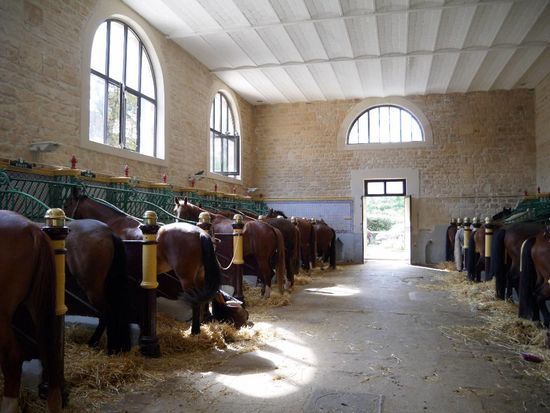 découvrez les meilleurs centres équestres à paris pour apprendre l'équitation, prendre des cours ou profiter de balades à cheval en plein cœur de la capitale.