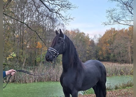 cheval frison : origines, caractéristiques et conseils d’élevage