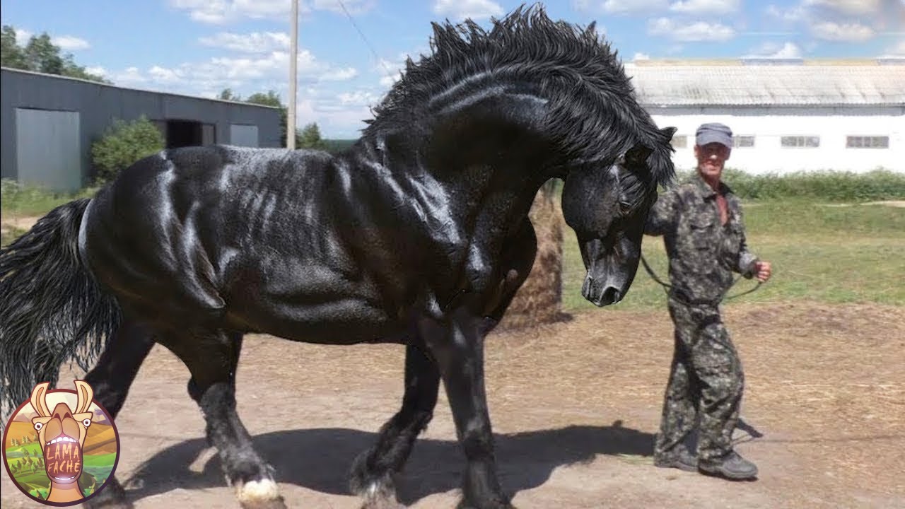 Quel est le cheval le plus cher du monde et pourquoi son prix bat des records ?