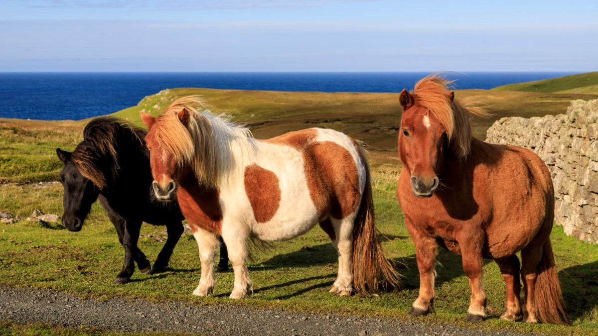 découvrez les caractéristiques uniques du cheval miniature et apprenez comment en prendre soin au quotidien pour assurer son bien-être et sa santé.