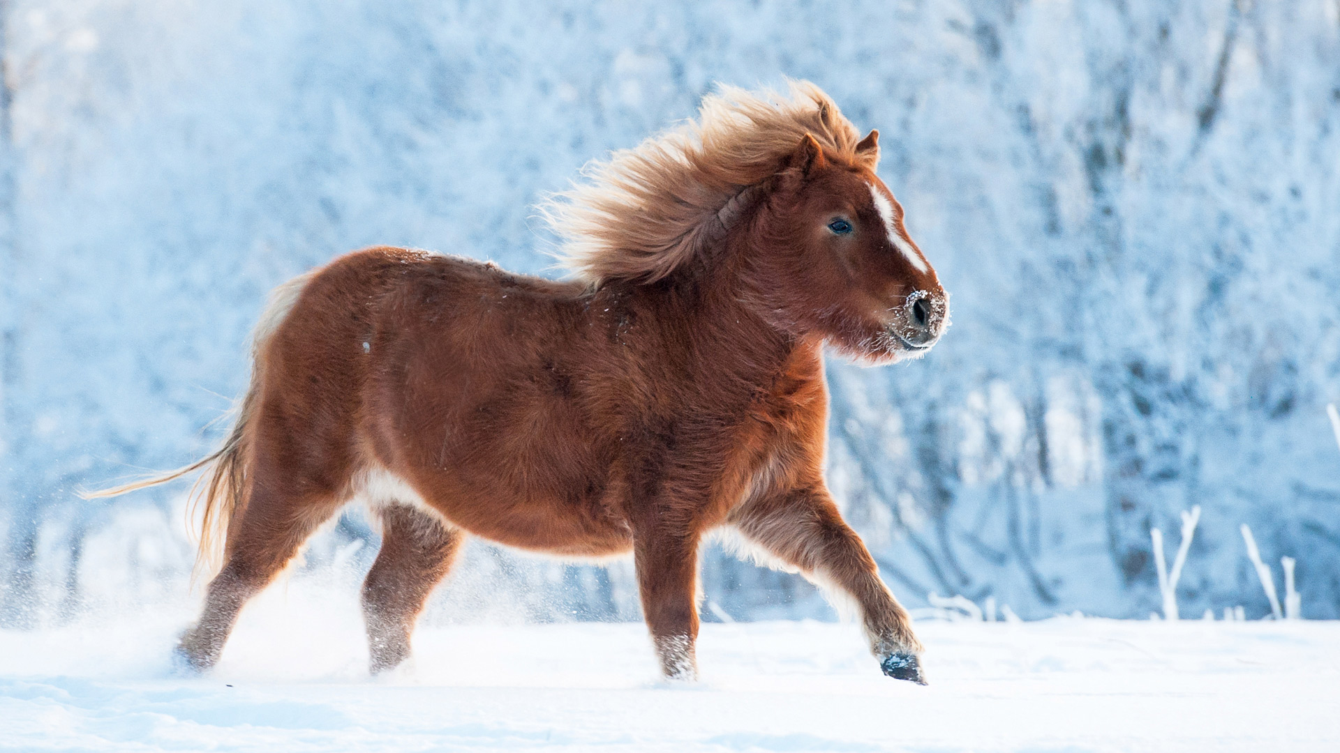 Tout savoir sur le cheval miniature : caractéristiques, soins et conseils pratiques