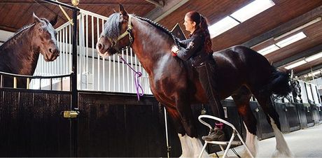 cheval shire : histoire, caractéristiques et conseils pour l’accueillir