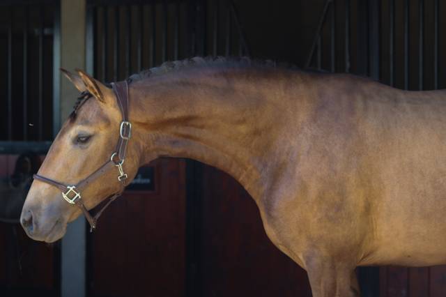 découvrez tout sur les chevaux isabelle : leurs caractéristiques uniques, conseils d'élevage et soins essentiels pour leur bien-être.