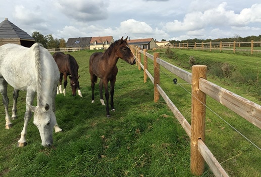 découvrez comment choisir la clôture idéale pour votre cheval, alliant sécurité, durabilité et confort pour votre équidé.