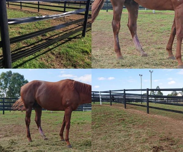 Comment choisir la meilleure clôture pour son cheval : conseils et comparatif