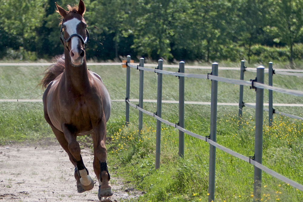 Quelle clôture choisir pour sécuriser son cheval ?