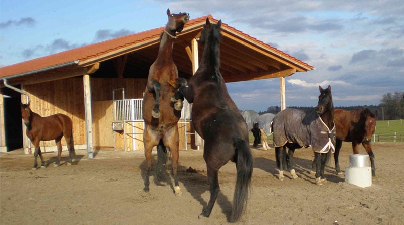 découvrez comment choisir le meilleur jeu de cheval adapté aux enfants et aux adultes pour des moments ludiques et conviviaux en famille.