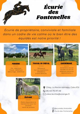 Comment choisir la pension idéale pour votre cheval ?