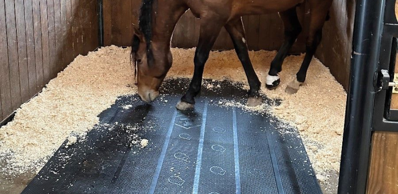 Tout savoir sur le choix et l&rsquo;entretien d&rsquo;un box pour chevaux