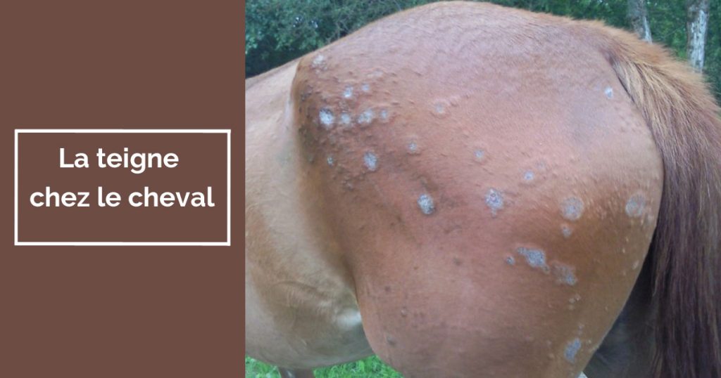 cheval colique : comprendre les signes et réagir efficacement