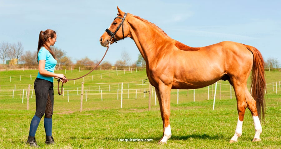 Débourrage du cheval : méthodes, conseils et erreurs à éviter