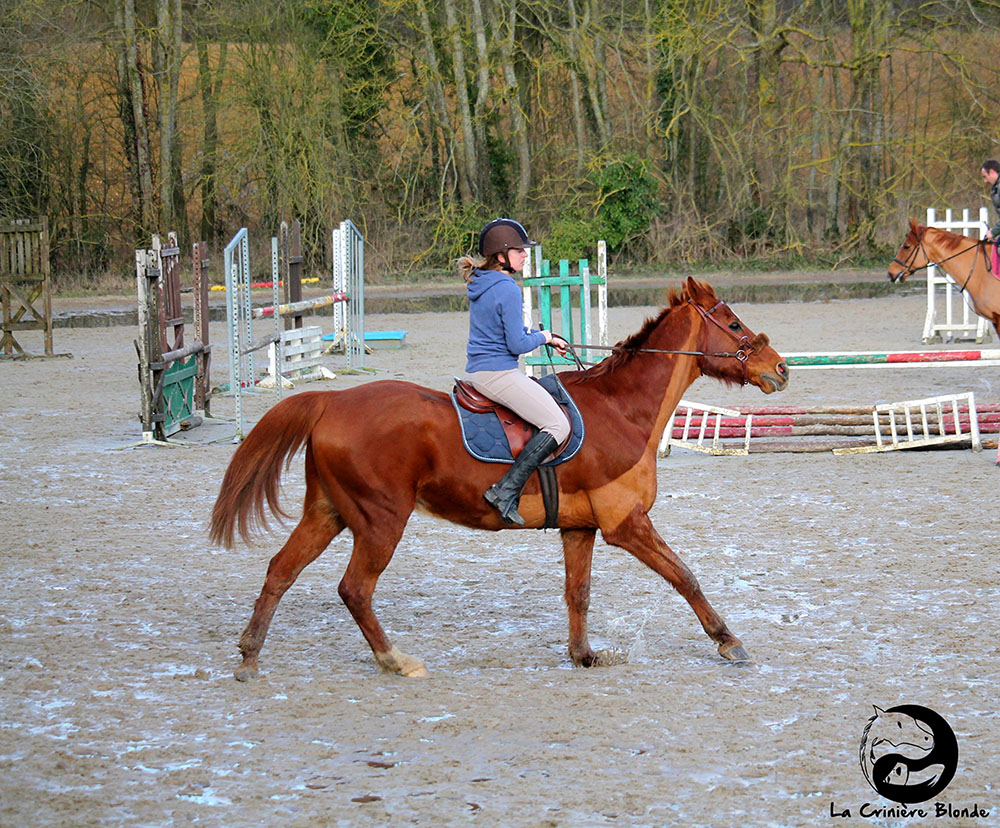 Demi-pension cheval : tout ce qu’il faut savoir avant de se lancer