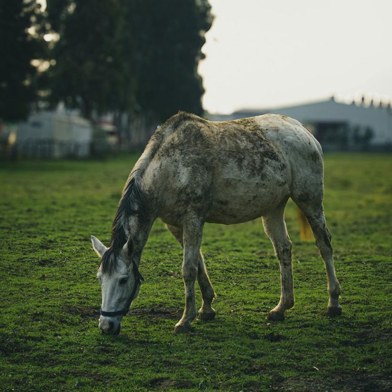 Reconnaître et gérer le syndrome de cushing chez le cheval : symptômes et traitements