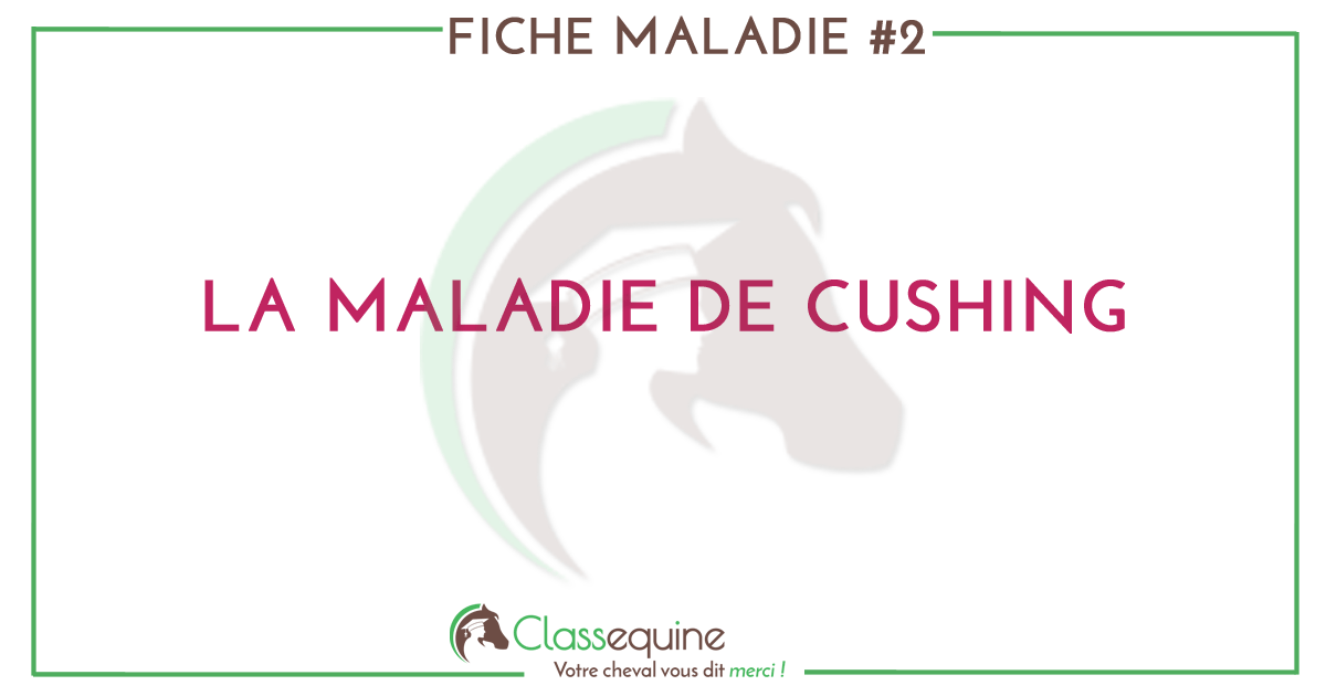 découvrez les symptômes du syndrome de cushing chez le cheval et les options de traitement efficaces pour assurer sa santé et son bien-être.
