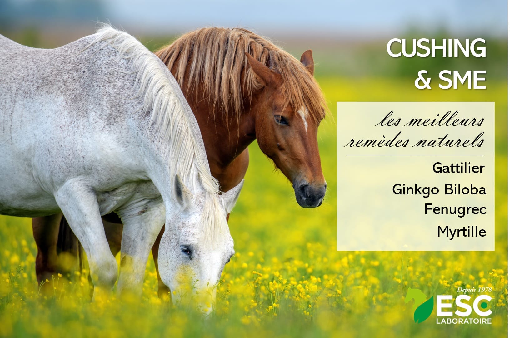 découvrez les symptômes du syndrome de cushing chez le cheval et les options de traitement efficaces pour assurer la santé et le bien-être de votre animal.