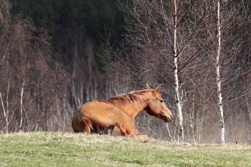 Reconnaître et traiter le syndrome de cushing chez le cheval : symptômes, causes et solutions