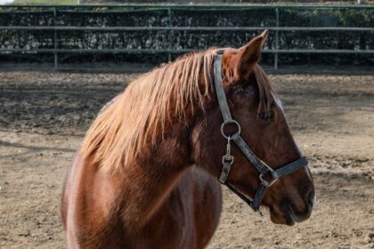 Butox pour chevaux : guide d’utilisation et conseils pour une protection efficace