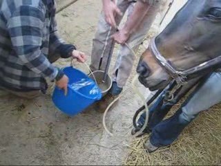 découvrez tout ce qu'il faut savoir sur la colique chez le cheval : symptômes, causes, traitements et conseils pour prévenir cette affection douloureuse.