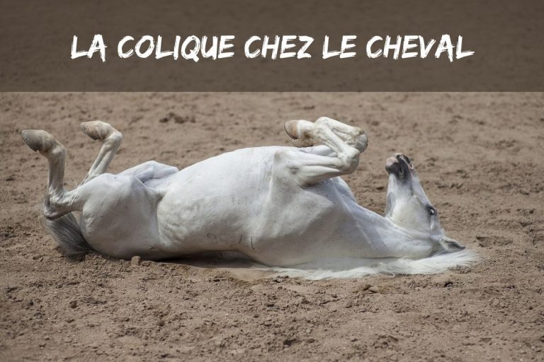 Colique chez le cheval : symptômes, prévention et traitements efficaces