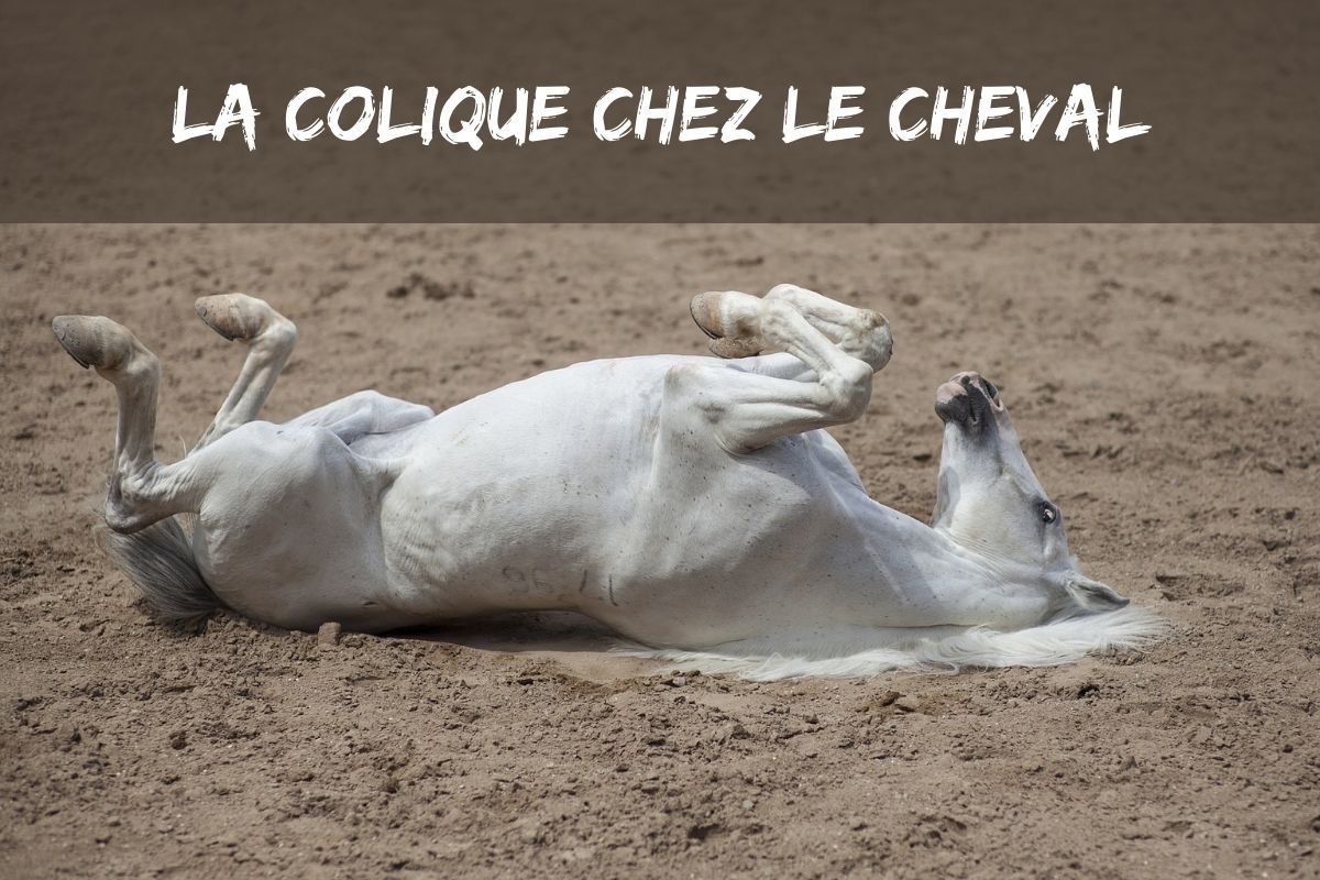Colique chez le cheval : symptômes, prévention et traitements efficaces