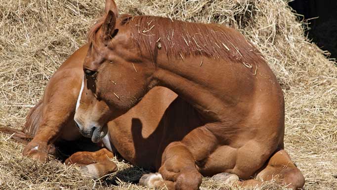 Colique chez le cheval : symptômes, causes et traitements à connaître