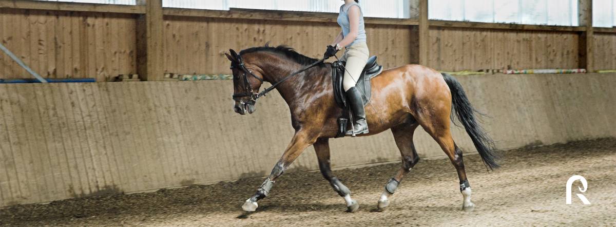 découvrez nos conseils essentiels pour devenir un cavalier épanoui, spécialement conçus pour les débutants souhaitant progresser en toute confiance et harmonie avec leur cheval.