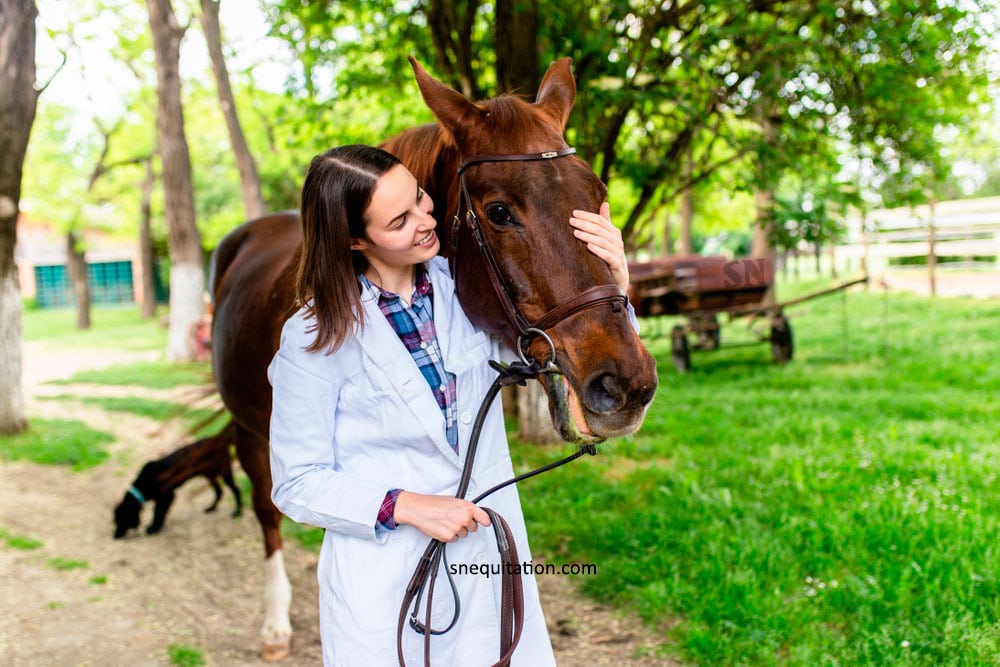 Ostéopathe équin : bénéfices et indications pour le bien-être de votre cheval