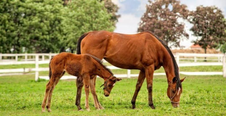 Cheval en saillie : tout savoir sur la reproduction équine