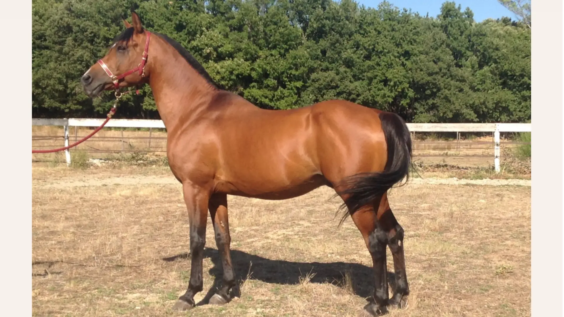 découvrez les meilleures pratiques pour réussir la saillie de votre cheval, assurer une reproduction optimale et garantir la santé des futurs poulains.