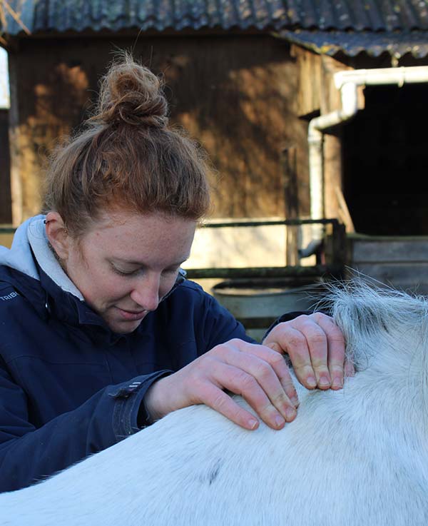 découvrez les principales techniques d'ostéopathie équine pour améliorer la santé et la performance de votre cheval grâce à des soins adaptés et naturels.