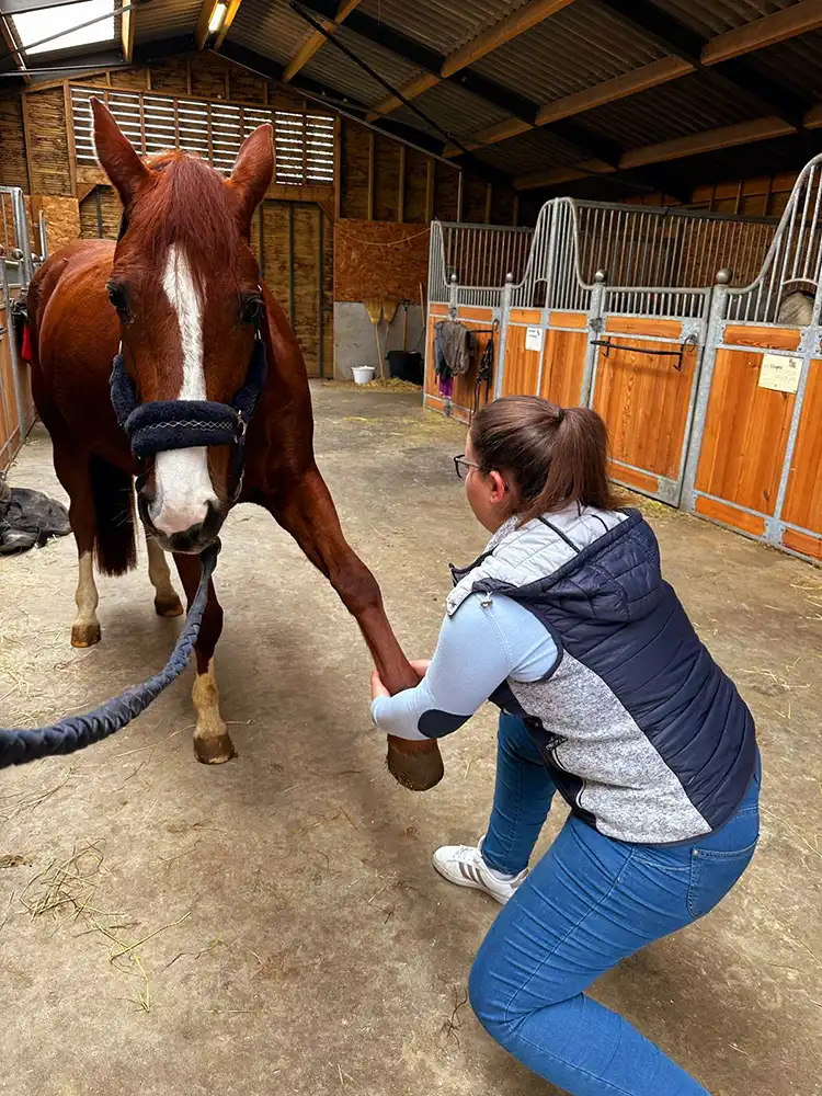 Ostéopathe équin : quelles sont les techniques utilisées pour le bien-être de votre cheval ?