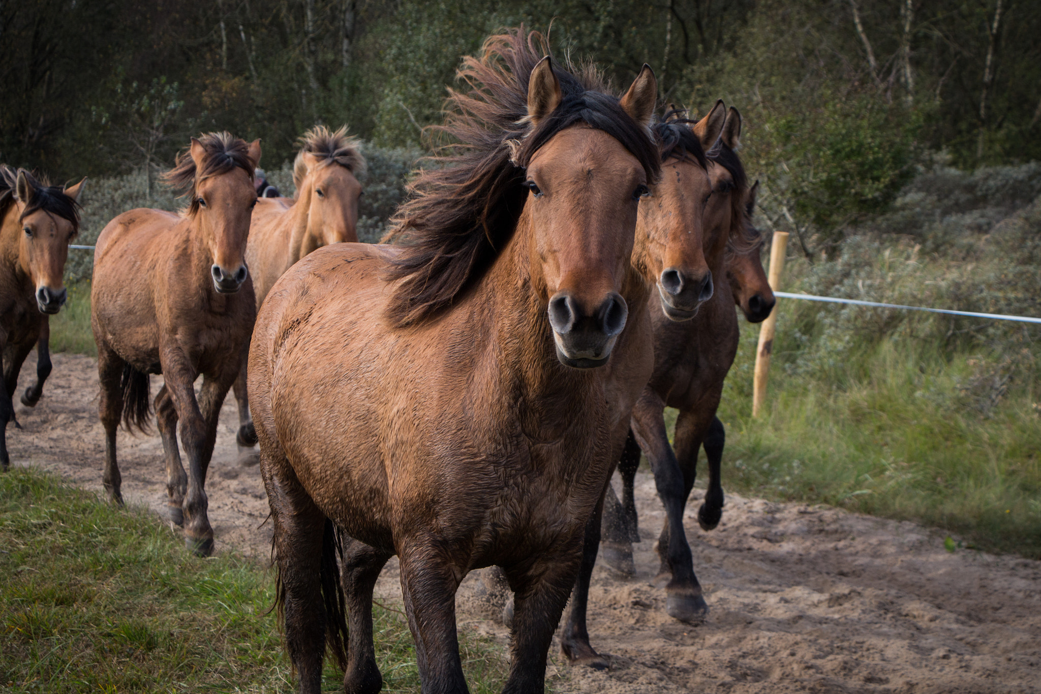 découvrez comment trouver un cheval auprès des haras nationaux : guide complet pour choisir, acheter ou adopter un cheval en france.