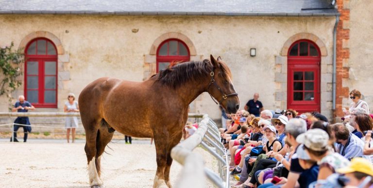 Comment trouver un cheval aux haras nationaux : guide pour une recherche efficace