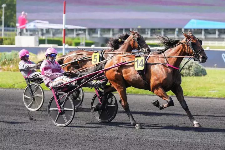 Quinté Plus PMU : Indigo de Fontaine prêt à confirmer sa belle reprise