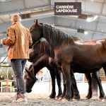Le salon du cheval d’Albi s’impose comme un rendez-vous incontournable de l’univers équestre