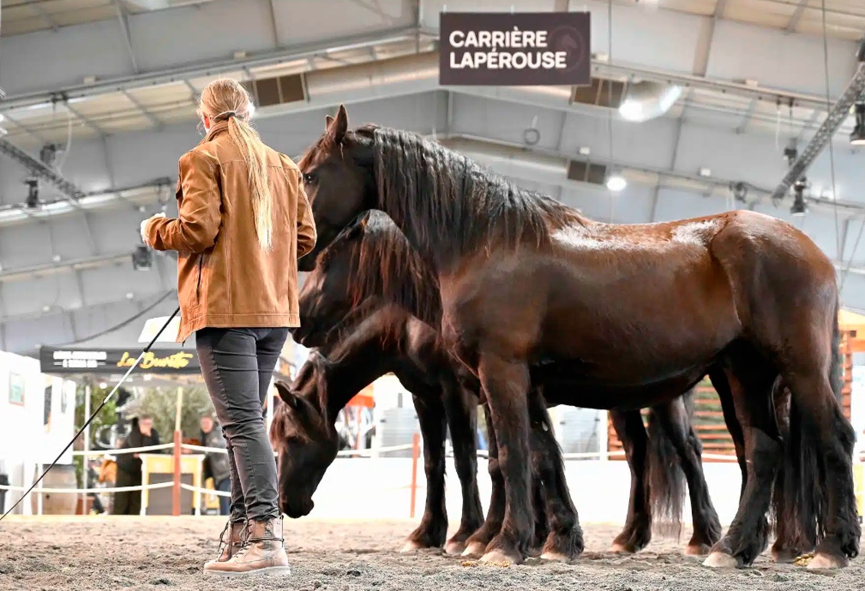 Le salon du cheval d’Albi s’impose comme un rendez-vous incontournable de l’univers équestre