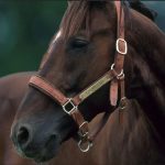 Ourasi, la légende équestre au repos majestueux