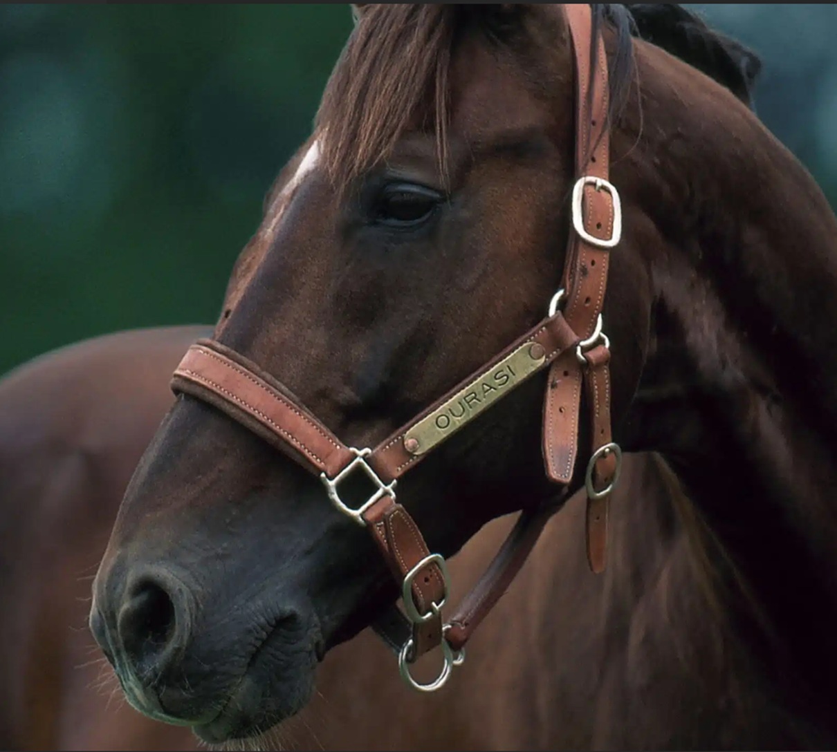 Ourasi, la légende équestre au repos majestueux